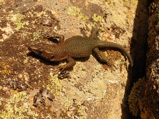 Archaeolacerta bedriagae